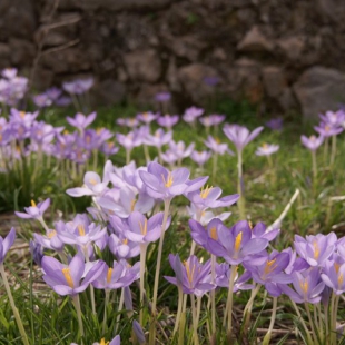 Crocus goulymyi